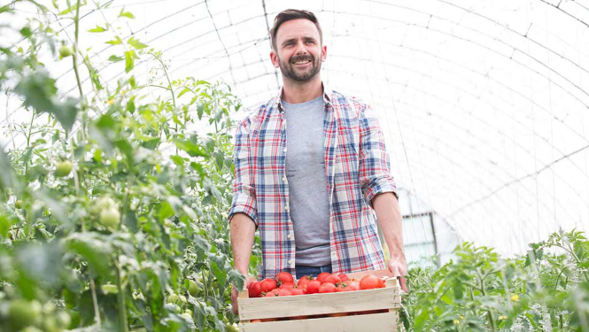 Vīrietis siltumnīcā nes kasti ar tomātiem