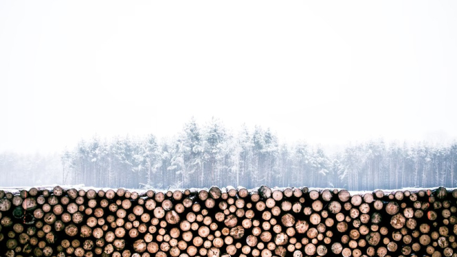 Apsniguši koka baļķi