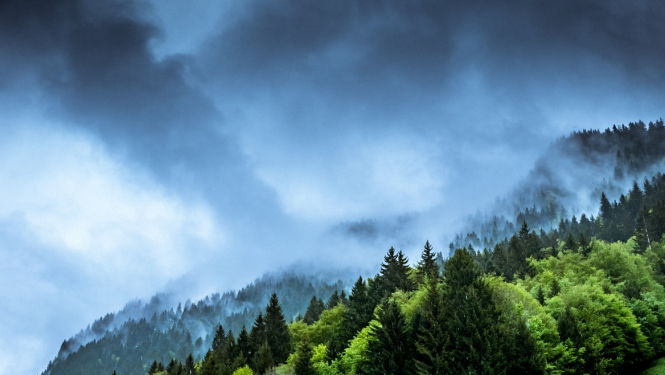 Mežs un mākoņainas debesis